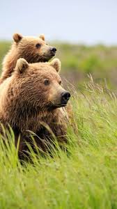 Hd Live Wallpapers Free Download For Android Mobile Bear Wallpaper Scary Animals Cute Baby Animals