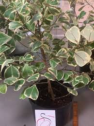 Image result for F kus Ficus