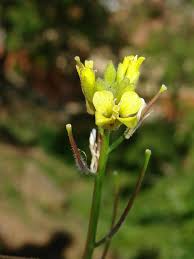 Image result for Sisymbrium orientale