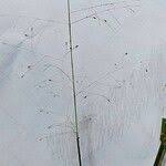 Image result for Sporobolus tenuissimus