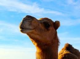 The length of time a camel can survive on this stored energy depends on. Would You Like One Hump Or Two Mesquite Local News