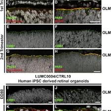 Check spelling or type a new query. Pdf Human Ipsc Derived Retinas Recapitulate The Fetal Crb1 Crb2 Complex Formation And Demonstrate That Photoreceptors And Muller Glia Are Targets Of Aav5