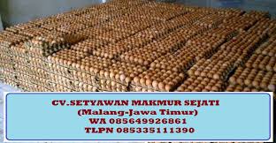 We did not find results for: Jual Telur Ayam Malang Medium