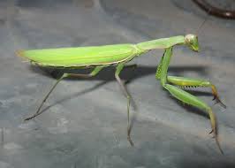 We did not find results for: Native Or Non Native Praying Mantis All Three Species Live On Fishers Island Fishers Island Conservancy