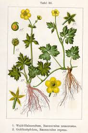 Image result for Ranunculus stagnalis