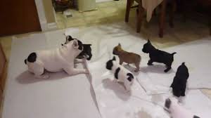 Yes, the french bulldogs come from france. French Bulldog Playing With His Pups Youtube