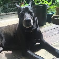 my baby bear 我的寶貝狗 lazy bear 狗 犬 黑狗 熊 台灣犬 台灣 土狗 竹南 苗栗 米克思斯 米克斯犬 寵物 愛犬 taiwan dogoftheday pet dog bear blackdog taiwandog cutedog 犬 mybaby ブラックドッグ かわいい 萌 萌犬 fatd