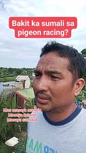 Real talk bakit ka sumali sa pigeon racing #buhaykalapati #followformore