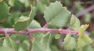 Image result for Rinorea ilicifolia