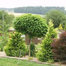 Catalpa Boule Catalpa Bignonioides Nana Arbres Tiges Et D Avenues Pepinieres Meylan Shop Arbre Tige Pepiniere