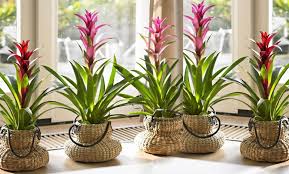 Saksı çiçeklerini çoğaltmak için kullanabileceğiniz vegatatif saksı çiçeklerinde toprak bakımı. Guzmanya Bakimi Nasil Yapilir Bitki Merkezi