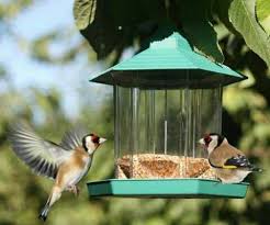 गर्मियों में डाले पक्षियों को दाना ...