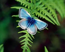 One of the starkest examples of this is the xerces blue, glaucopsyche xerces, north america's large blue, which exists now only as three trays of pinned specimens in the california academy of. Stunning Blue Butterflies From Around The World Australian Butterfly Sanctuary