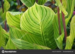 Image result for Cannaceae