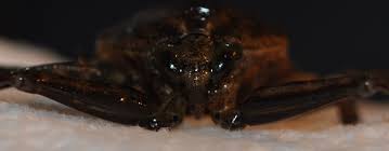 Their preference is to hang unobtrusively from sunken vegetation or water grass and ambush smaller invertebrates. Giant Water Bugs And Water Scorpions The Big And Tall Of Invertebrate Predators Northwest Wildlife Online