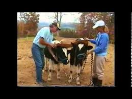 Training Oxen By Voice Commands Oxen Cow Painting Animal Control