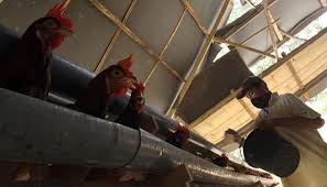 Jadi pilihan yang tepat adalah bagian d. Ini Sebab Ayam Jantan Selalu Berkokok Saat Fajar Tekno Tempo Co