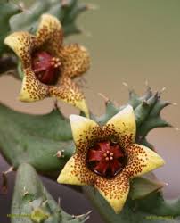 Image result for Napoleonaea gossweileri