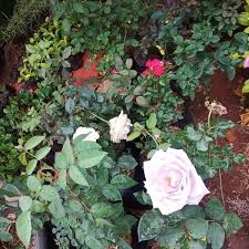 Semarang, jakarta, surabaya, balikpapan, bekasi, medan Jual Jual Tanaman Hias Bunga Mawar Bibit Bunga Mawar Tanaman Hias Hidup Di Lapak Hts Bukalapak