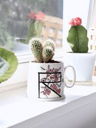 Diy Kaktus Umpflanzen Love Decorations
