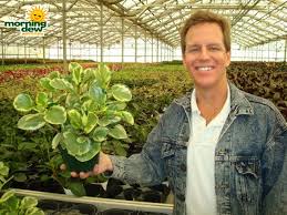 We did not find results for: Peperomia Morning Dew Tropical Plants