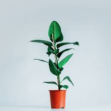 We did not find results for: How To Grow Your Fiddle Leaf Fig Into A Tree Jobe S Organics