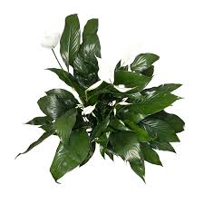 By properly caring for your peace lilies, you'll have beautiful houseplants for years to come. Spathipyllum Peace Lily Care Guide Planterina Planterina