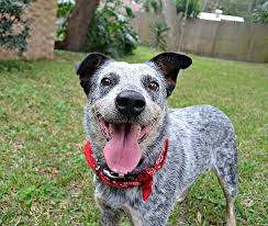 Blue Heeler Nope I Am Not Tired My Tongue Just Needs Some Air Blue Heeler Dogs Blue Heeler Puppies Blue Heeler