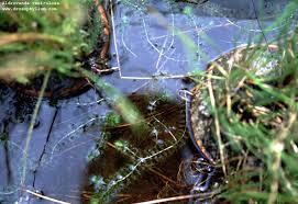 Image result for Aldrovanda