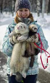 A lot of fresh air. Basic Ferret Facts The Ultimate Beginner S Guide The Modern Ferret