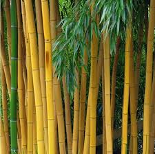 Shop for cheap home & garden? 50pcs Rare Giant Moso Bamboo Seeds Garden Supplies Home Garden Plants Bamboo Seeds Home Garden Worldenergy Ae
