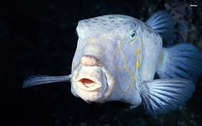 Deep sea fish is a term for fish that live below the photic zone of the ocean. Deep Sea Fish That Has Human Facial Expressions Survives In The Darkness In The Depths Of The Sea Without Sunlight Pics