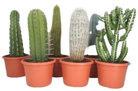 For more indepth beginner guides to caring for cactus houseplants, check out these. Cactus Cactus Columns Mixed Florastore