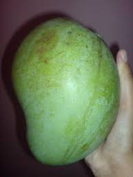 Jenis jenis mangga di indonesia sangatlah beragam. Rumah Tumpangan Kelantan Atoqa