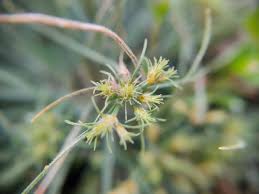 Image result for Fimbristylis squarrosa