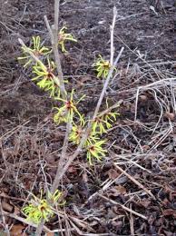 Image result for Hamamelis mollisi