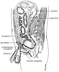 Image result for Fuirena abnormalis