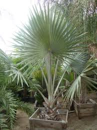 Although the bismarck palm can tolerate drought, it does respond to ample water during the summer and gives more rapid growth. Bismarckia Nobilis