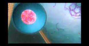 Pin On Neglected Tropical Diseases