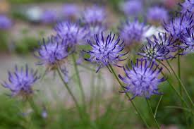 Image result for Phymaspermum