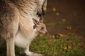 271 Kangaroo Joey Australian Culture Animal Pouch Stock Photos Pictures Royalty Free Images Istock