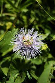 Organic Passionflowers On The Adriatic An Italian Love Story Passion Flower Mountain Rose Herbs Anise Seed