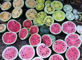 Image result for Eureiandra sp. A