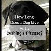 Like girl, all dogs with cushing's disease require careful monitoring. 1