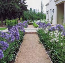 Jardim Com Agapanto Plants Agapanthus Garden Garden Design