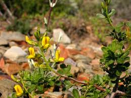 Image result for Melolobium