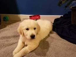 We're a network of small, independent breeders who want to elevate the standards of golden retriever breeding. View Ad Golden Retriever Puppy For Sale Michigan Hudsonville Usa Golden Retriever Puppies For Sale Golden Retriever Litter