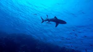 Liste des avis de décès publiés en france et informations sur les cérémonies. Nouvelle Caledonie Un Homme Meurt Apres Une Attaque De Requin Au Large De Noumea