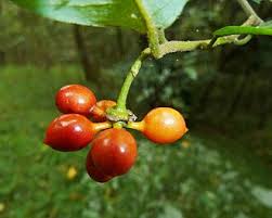 Image result for Monanthotaxis buchananii