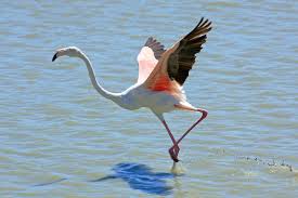 Flamant Rose A L 39 Envo Palavas Les Flots Wikipedia Phoenicopterus Flamant Flamant Rose